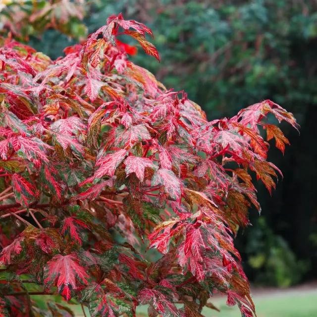 Acer conspicuum ‘Red Flamingo’ — katalog fotoğrafı
