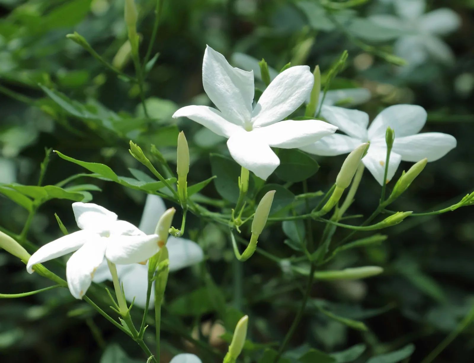 Jasminum officinale — katalog fotoğrafı