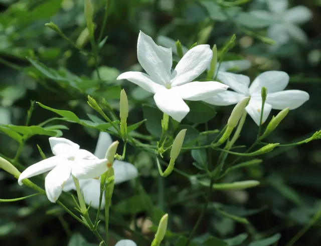 Jasminum officinale — katalog fotoğrafı