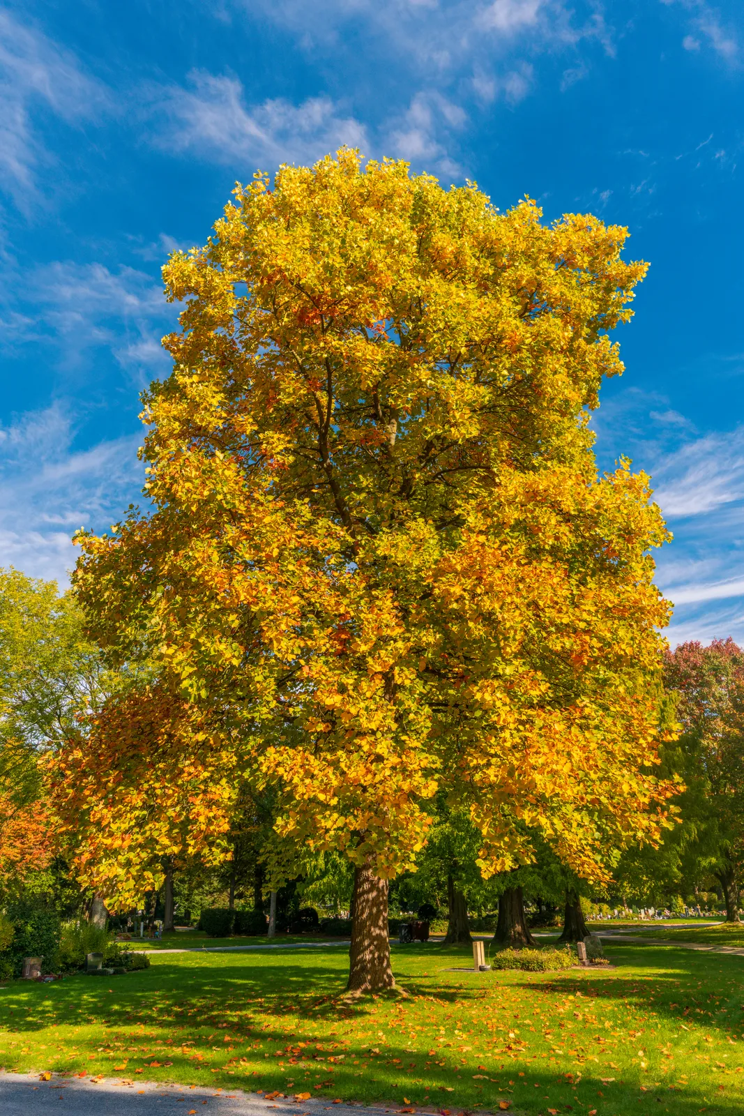 Acer campestre ‘Elsrijk’ — katalog fotoğrafı