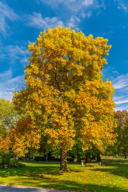 Acer campestre ‘Elsrijk’ — katalog fotoğrafı