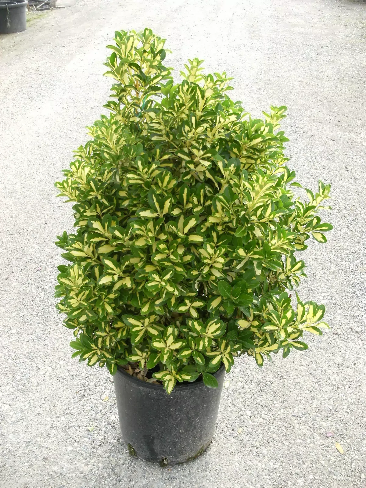Euonymus japonicus ‘Mediopictus’ — katalog fotoğrafı