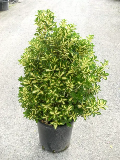 Euonymus japonicus ‘Mediopictus’ — katalog fotoğrafı