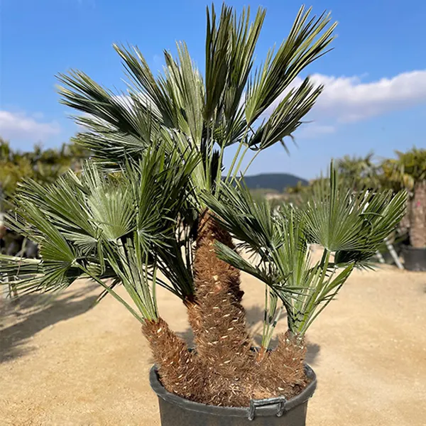 Chamaerops humilis ‘Vulcano’ — katalog fotoğrafı