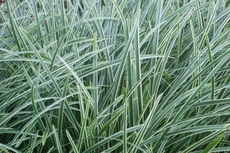 Carex morrowii ‘Ice Dance’ — katalog fotoğrafı