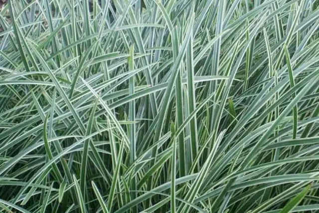 Carex morrowii ‘Ice Dance’ — katalog fotoğrafı