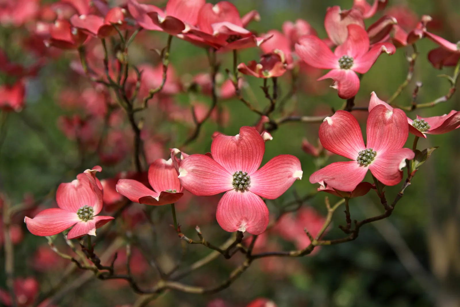 Cornus florida — katalog fotoğrafı