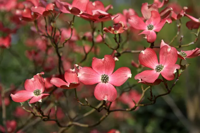 Cornus florida — katalog fotoğrafı