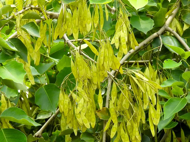 Dalbergia sissoo — katalog fotoğrafı