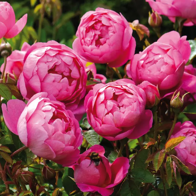 ROYAL JUBILEE® — katalog fotoğrafı