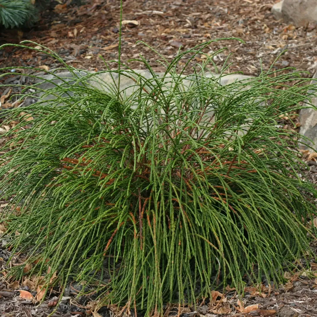 Thuja plicata ‘Whipcord’ — katalog fotoğrafı