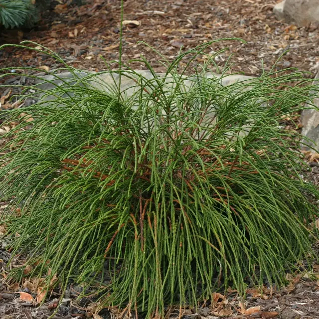 Thuja plicata ‘Whipcord’ — katalog fotoğrafı