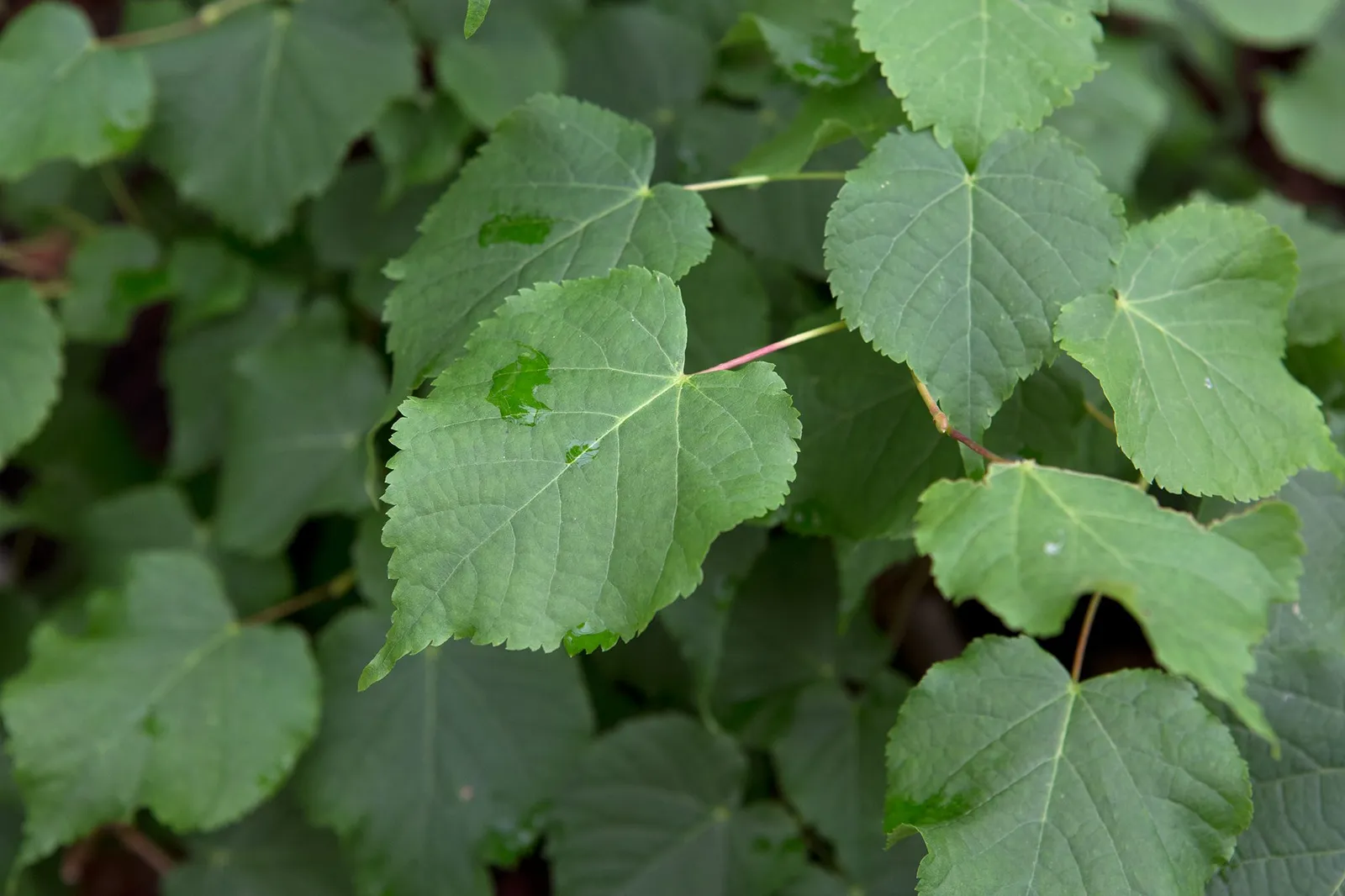Tilia cordata — katalog fotoğrafı