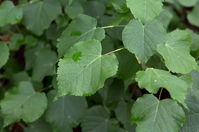 Tilia cordata — katalog fotoğrafı