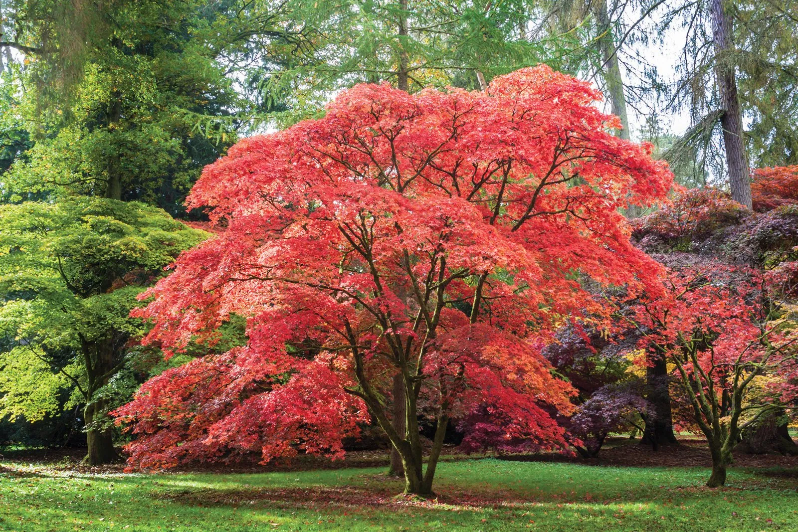 Acer palmatum — katalog fotoğrafı