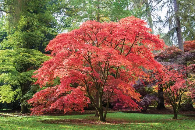 Acer palmatum — katalog fotoğrafı