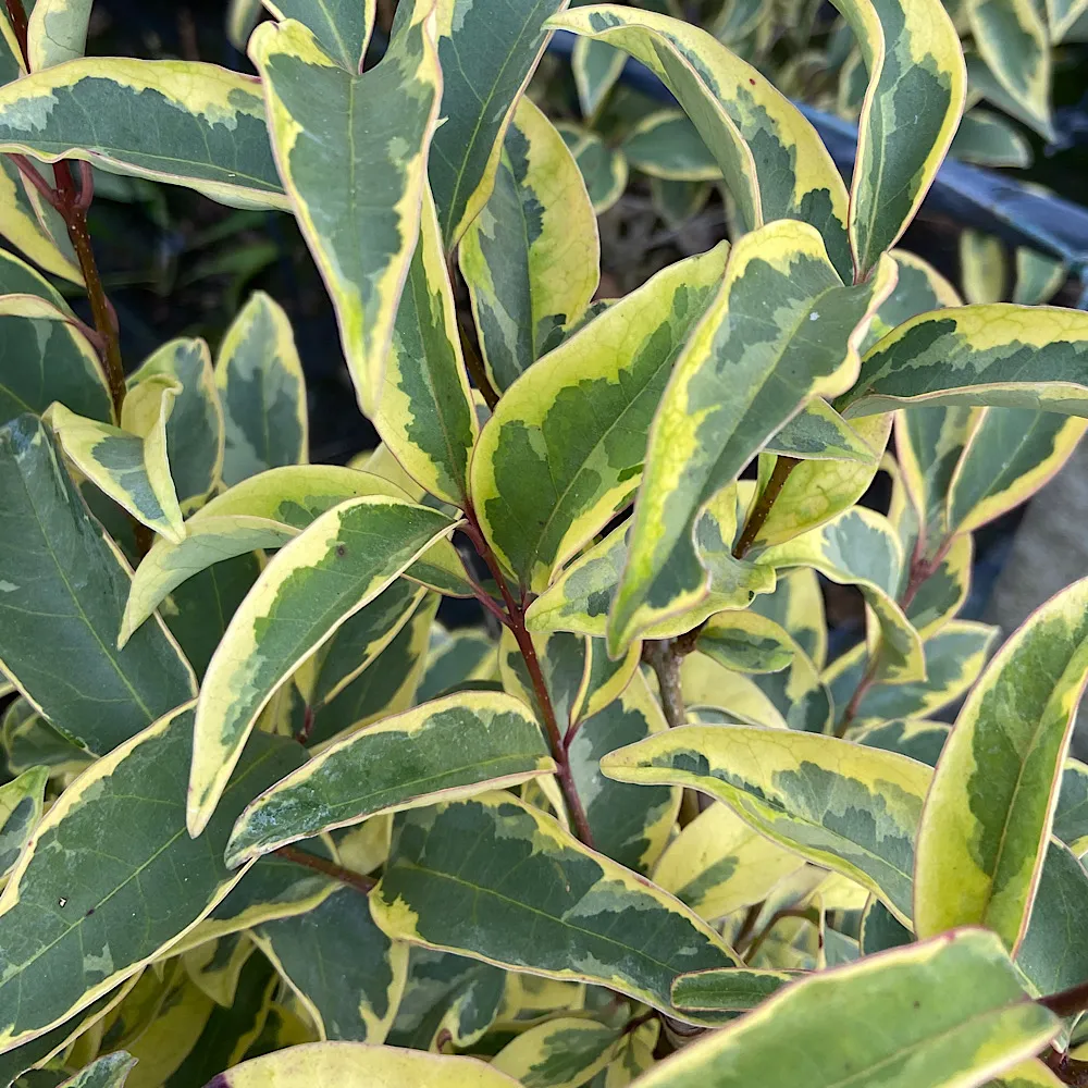 Ligustrum japonicum ‘Excelsum Superbum’ — katalog fotoğrafı