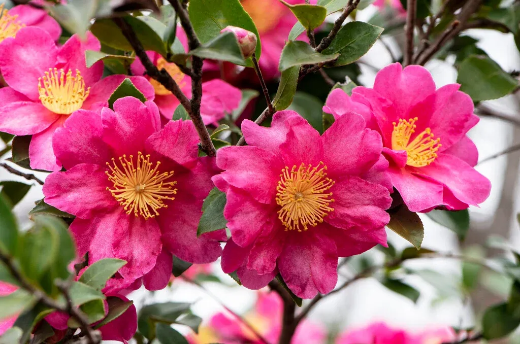 Camellia sasanqua ‘Kanjiro’ — katalog fotoğrafı