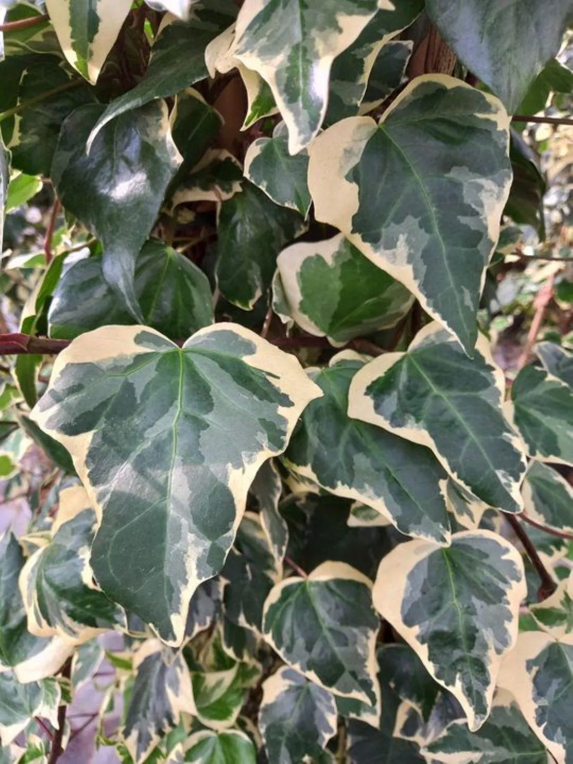 Hedera algeriensis ‘Gloire de Marengo’ — katalog fotoğrafı