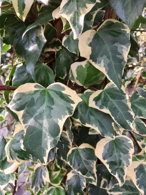 Hedera algeriensis ‘Gloire de Marengo’ — katalog fotoğrafı