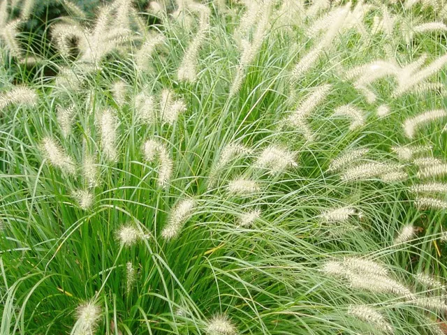Pennisetum alopecuroides — katalog fotoğrafı