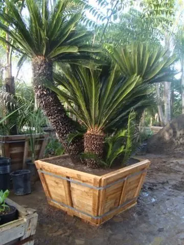 Cycas revoluta – Multi Head Form: ahşap saksıda çok başlı Sikas
