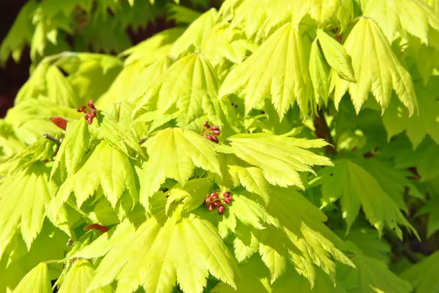 Acer shirasawanum ‘Aureum’ — katalog fotoğrafı