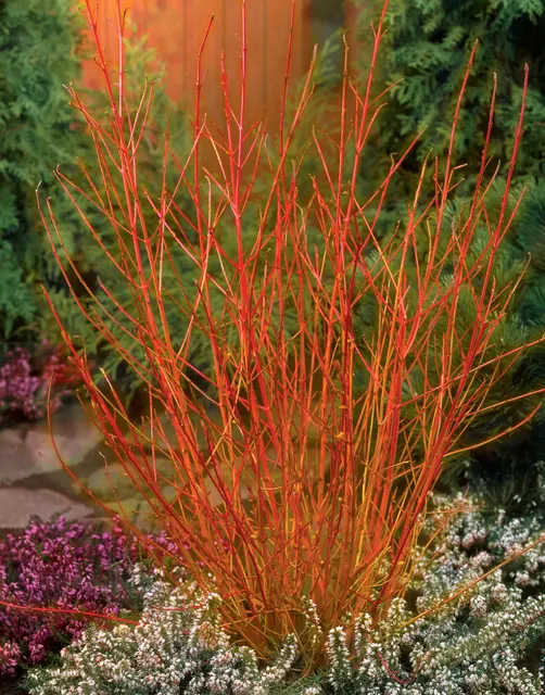 Cornus sanguinea ‘Midwinter Fire’ — katalog fotoğrafı