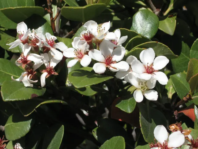 Rhaphiolepis umbellata ‘Ovata’ — katalog fotoğrafı