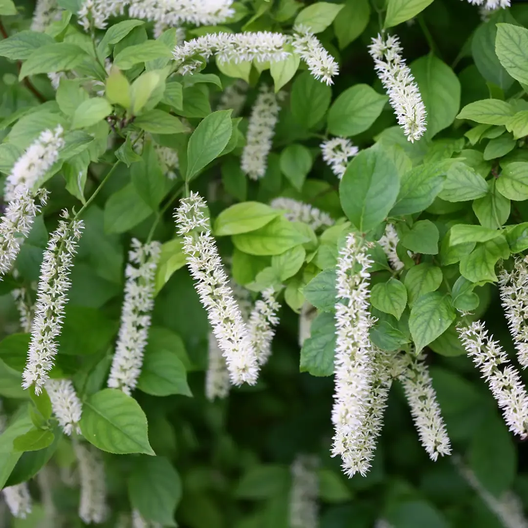 Itea virginica ‘Little Henry’ — katalog fotoğrafı