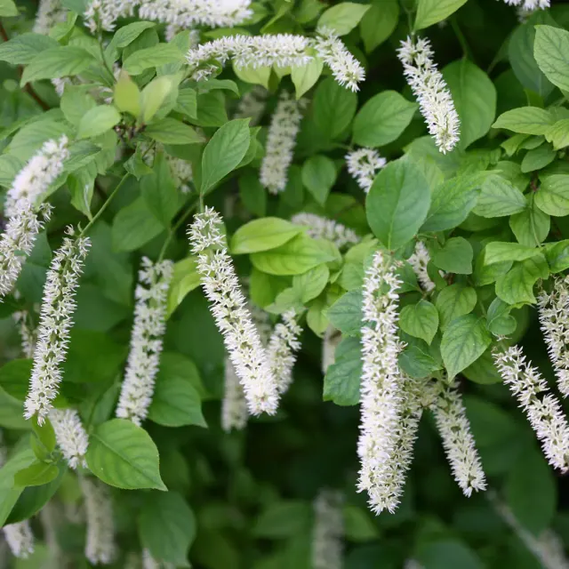 Itea virginica ‘Little Henry’ — katalog fotoğrafı