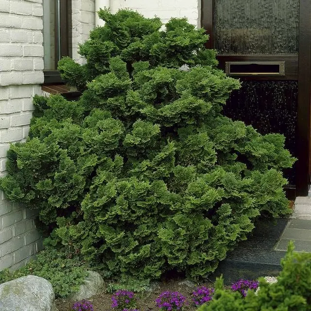 Chamaecyparis obtusa ‘Nana Gracilis’ — katalog fotoğrafı