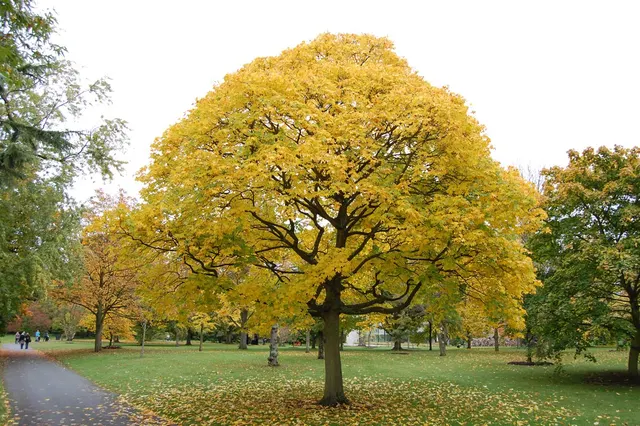Acer cappadocicum — katalog fotoğrafı