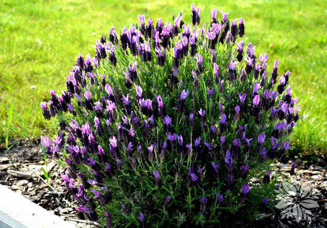 Lavandula stoechas subsp. pedunculata — katalog fotoğrafı