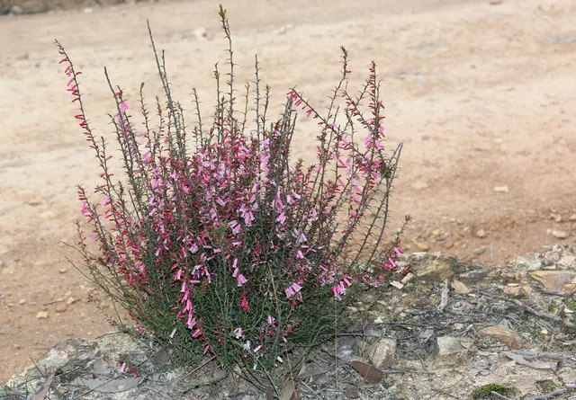 Epacris impressa — katalog fotoğrafı