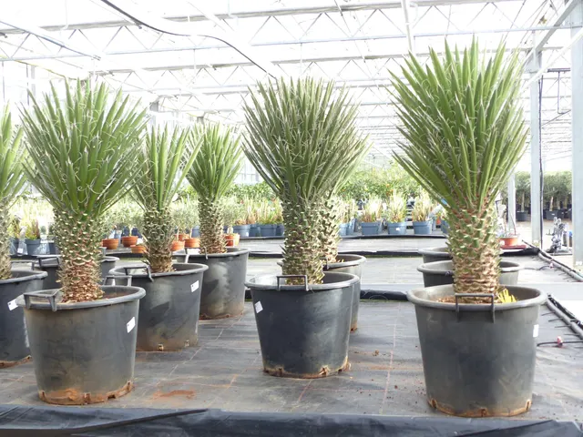 Yucca filifera — katalog fotoğrafı