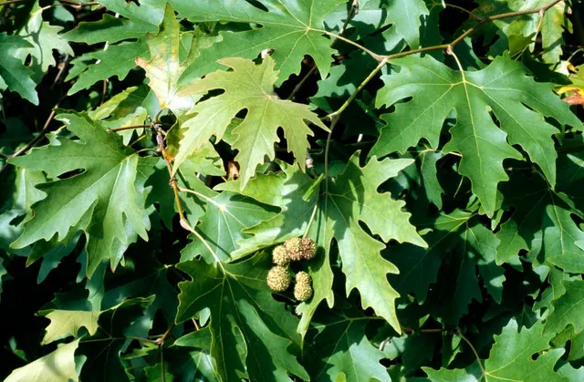 Platanus orientalis — katalog fotoğrafı