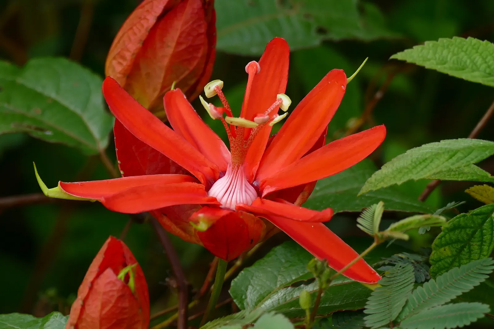 Passiflora coccinea — katalog fotoğrafı
