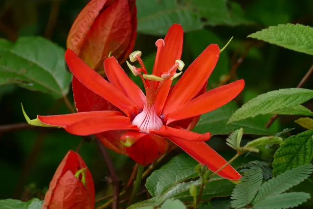 Passiflora coccinea — katalog fotoğrafı