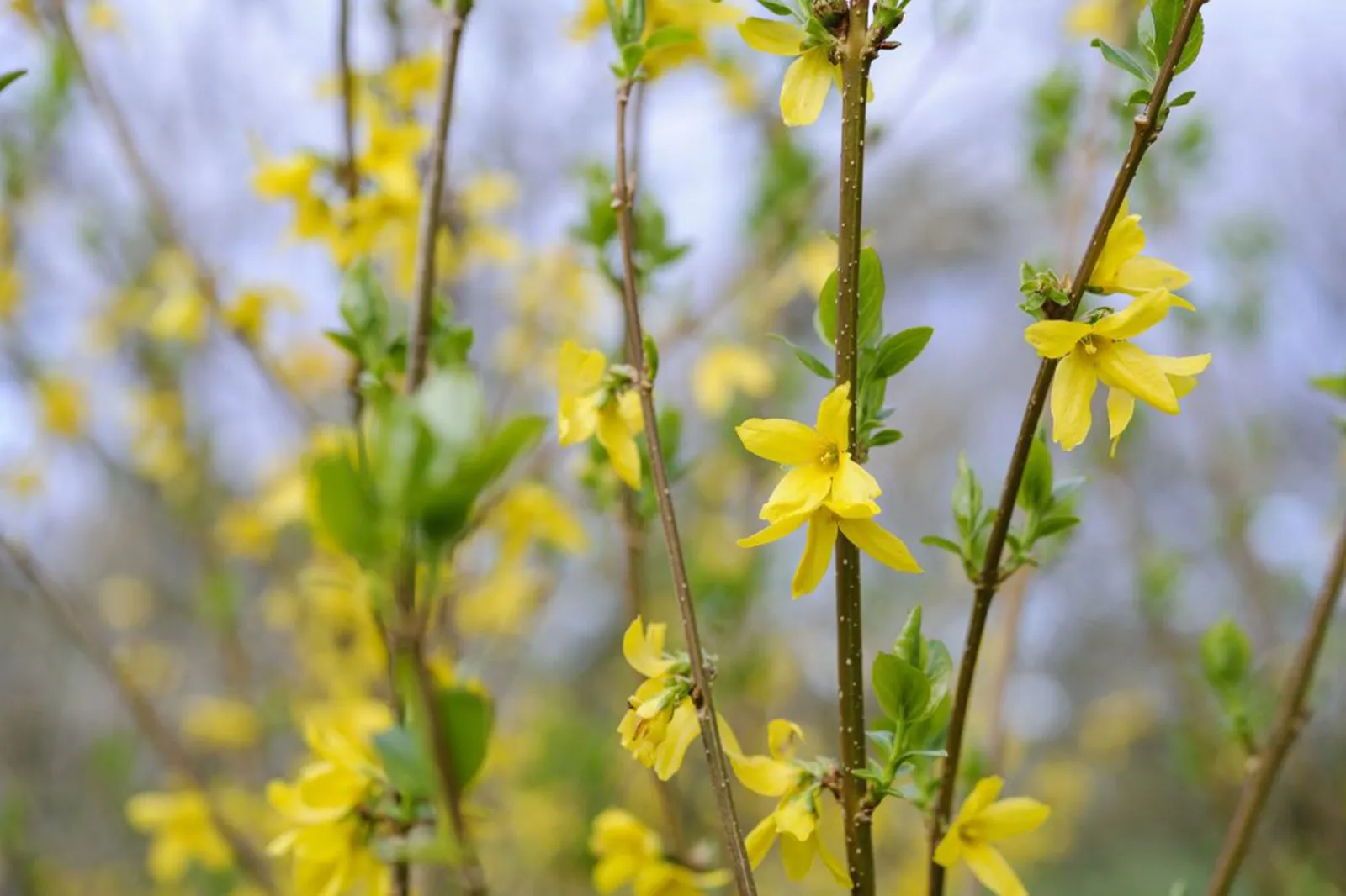 Forsythia × intermedia ‘Spectabilis’ — katalog fotoğrafı