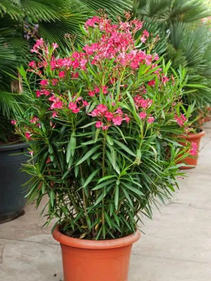 Nerium oleander ‘Rosso Nana’ — katalog fotoğrafı