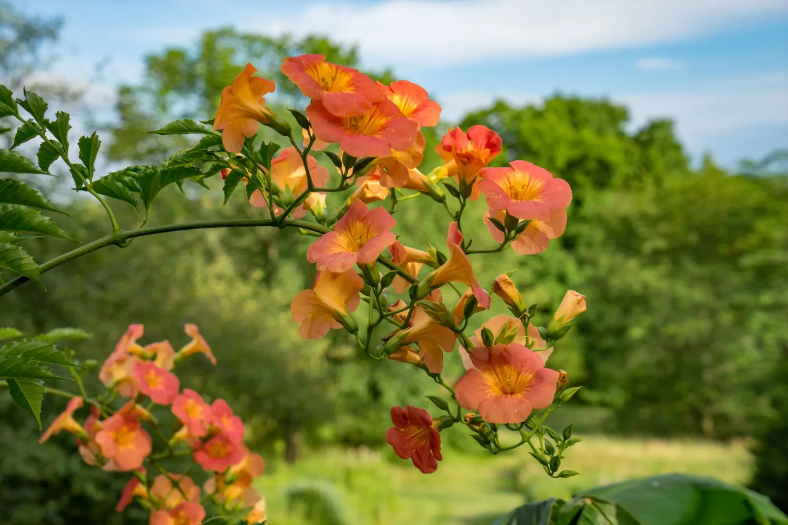 Campsis grandiflora — katalog fotoğrafı