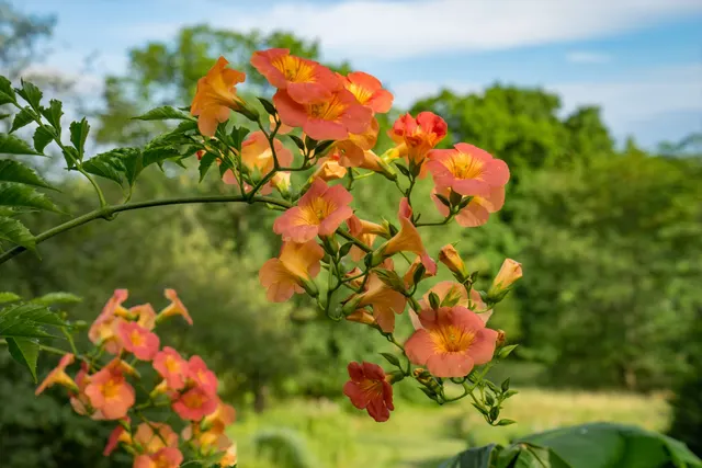 Campsis grandiflora — katalog fotoğrafı