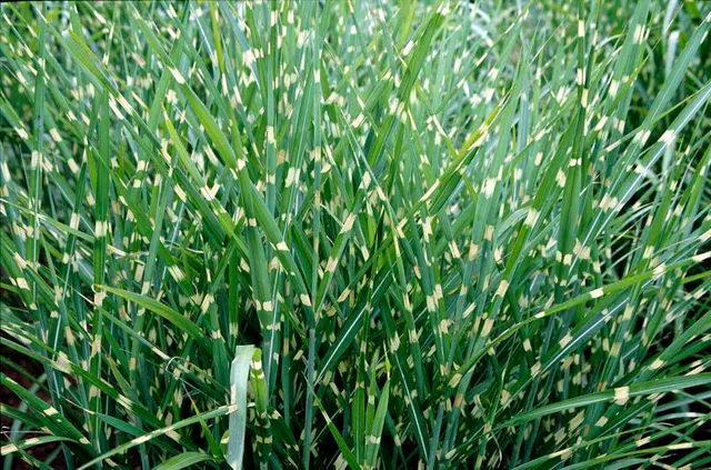 Miscanthus sinensis ‘Strictus’ — katalog fotoğrafı