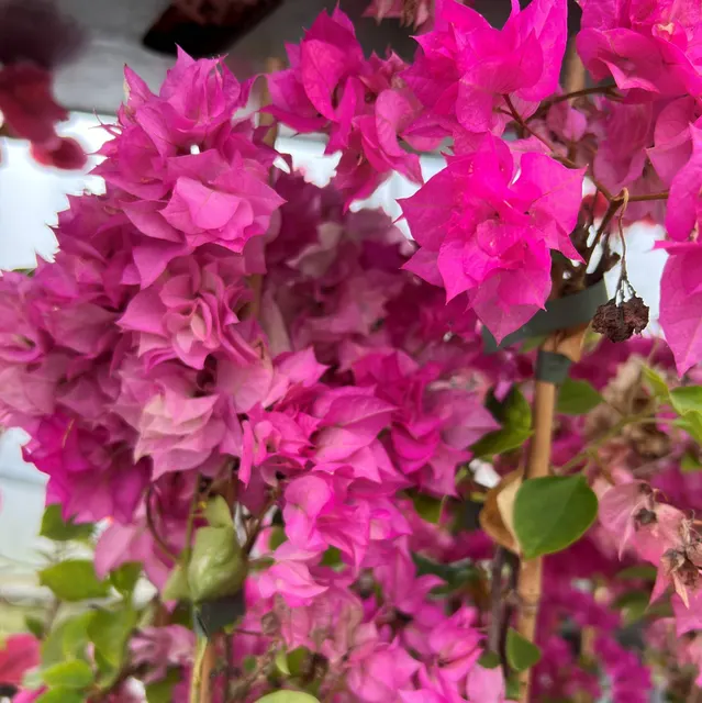 Bougainvillea × buttiana ‘Poultonii’ — katalog fotoğrafı