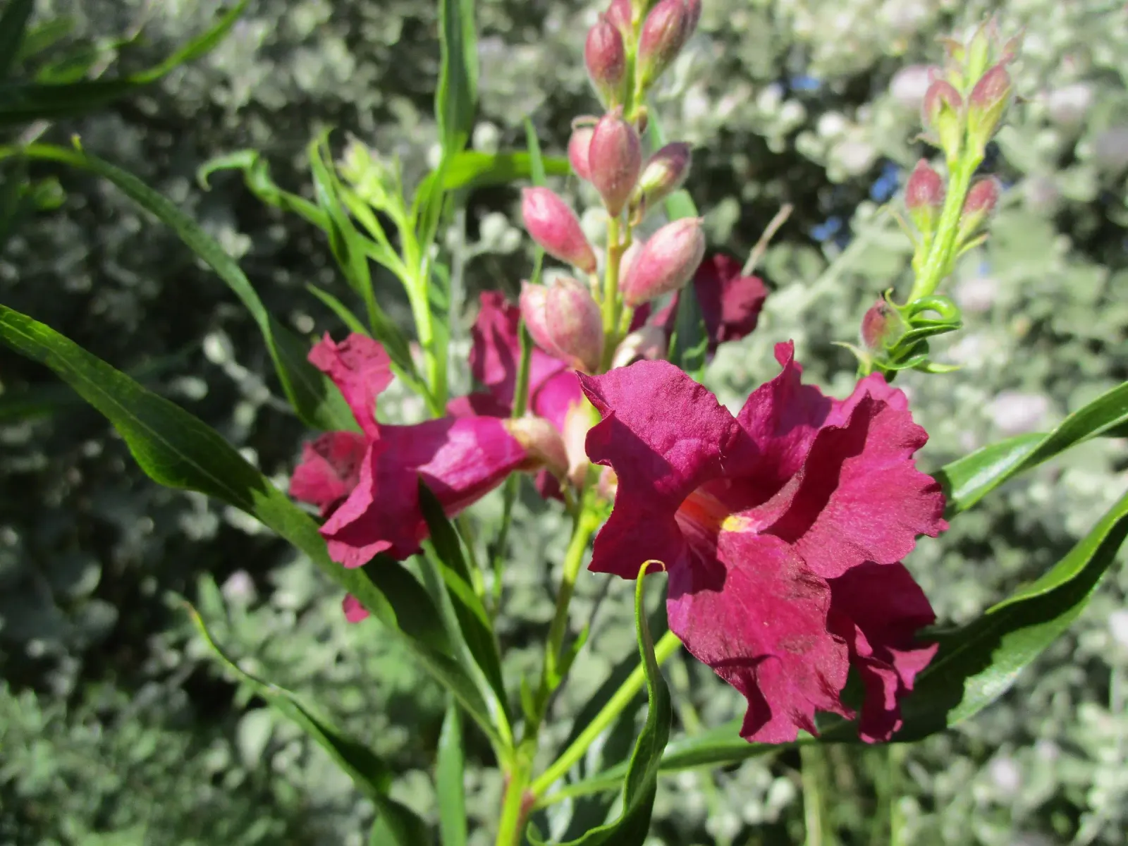 Chilopsis linearis ‘Burgundy’ — katalog fotoğrafı