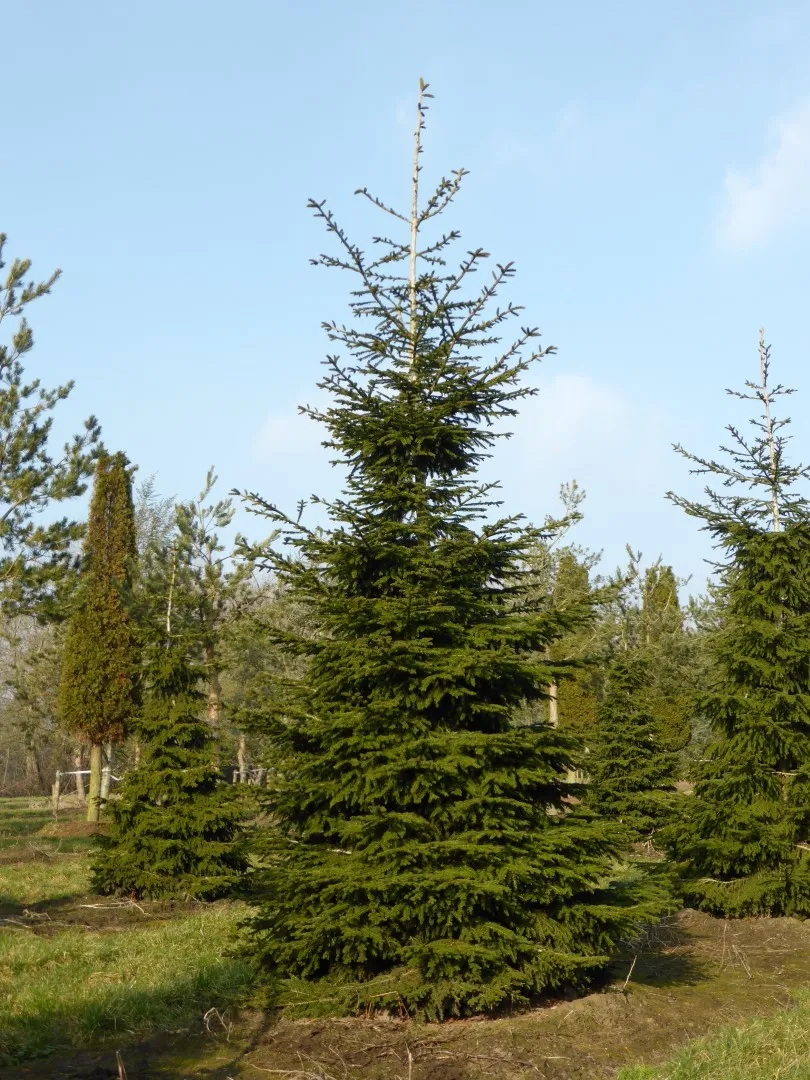 Picea orientalis — katalog fotoğrafı