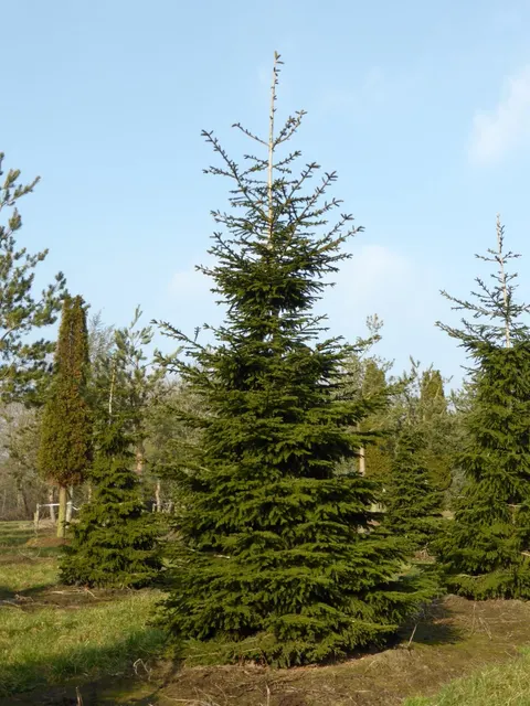 Picea orientalis — katalog fotoğrafı