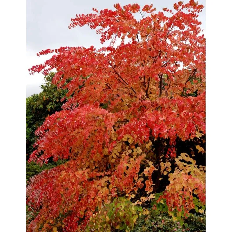 Cercidiphyllum japonicum — katalog fotoğrafı