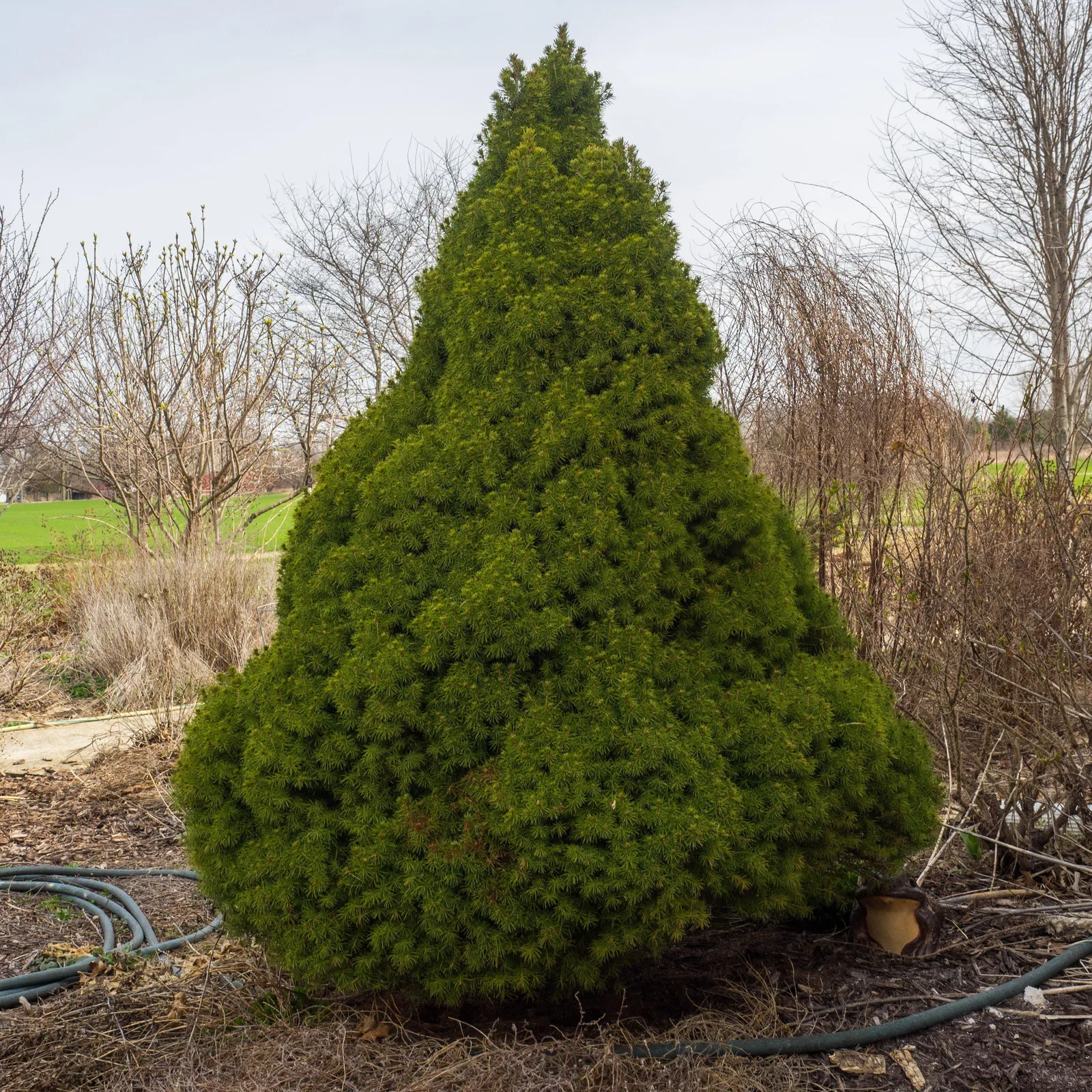 Picea glauca ‘Conica’ — katalog fotoğrafı